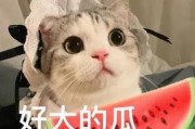 娱乐吃瓜君猫咪,揭秘娱乐圈的萌宠生活
